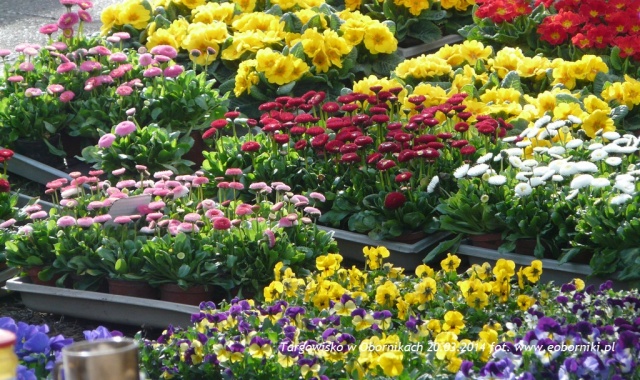 Na obornickie targowisko także zawitała wiosna